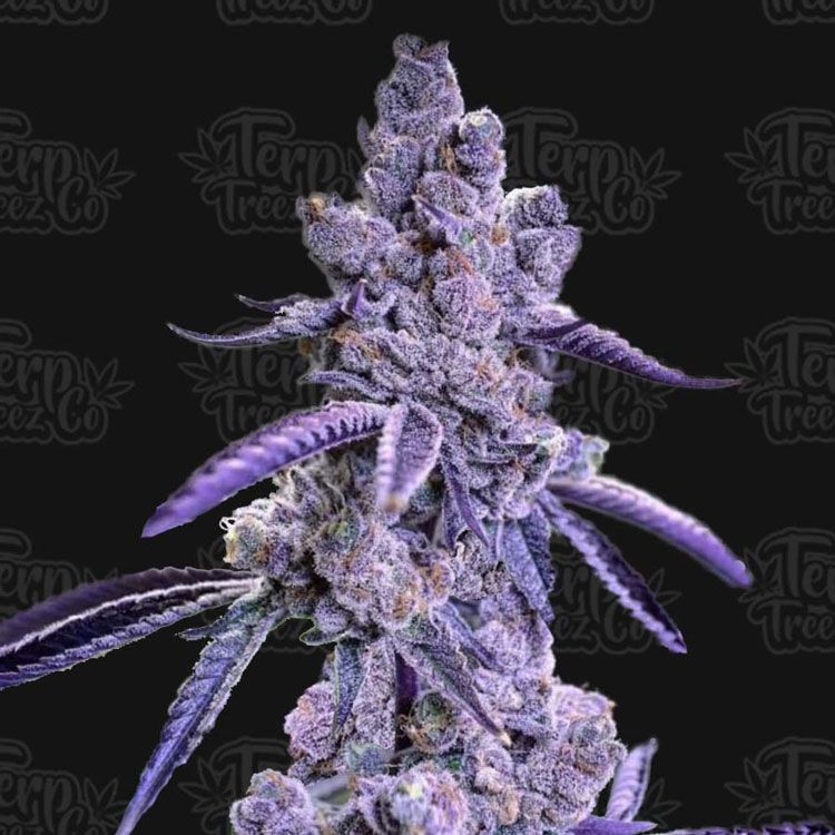 Dope Breeders - TERP TREEZ CO Auto Blue Nerdz Image