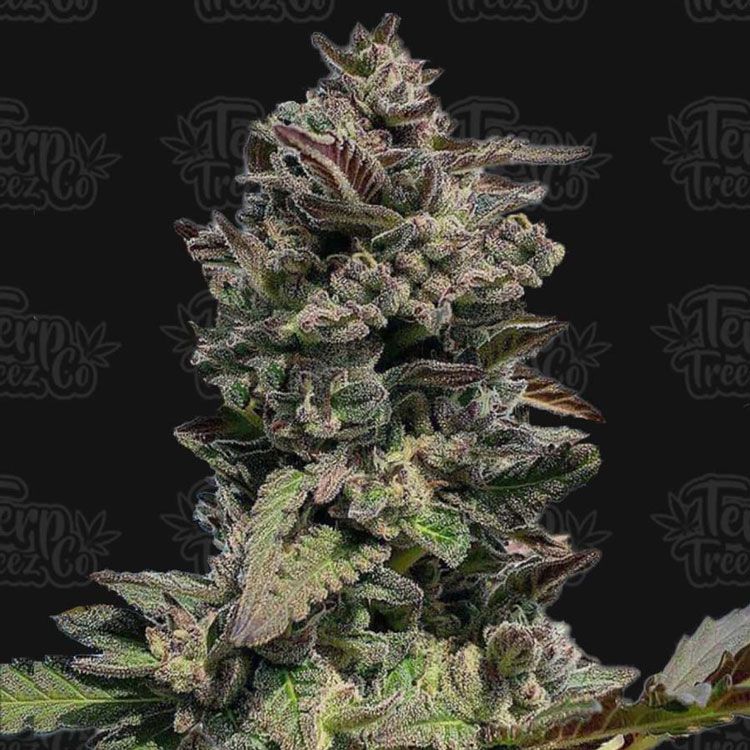 Dope Breeders - TERP TREEZ CO Auto Forbidden Mints Image