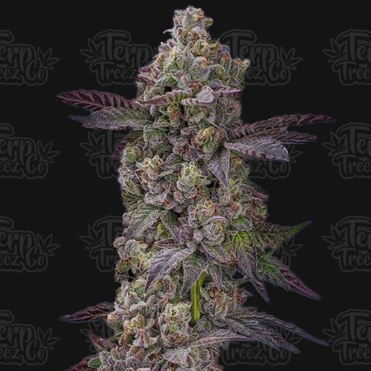 Dope Breeders - TERP TREEZ CO Auto Tre Lime Sorbetto Image