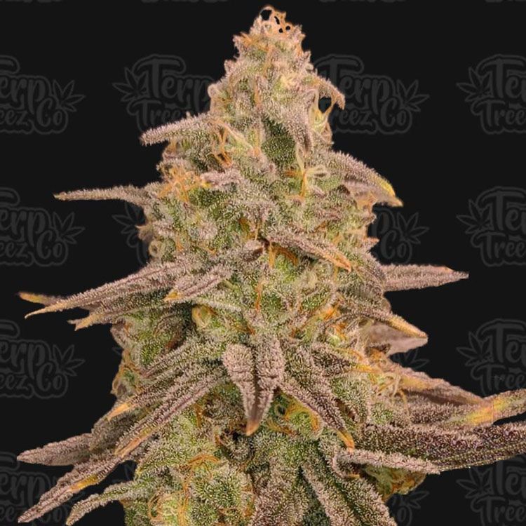 Dope Breeders - TERP TREEZ CO Bizcoffi Image