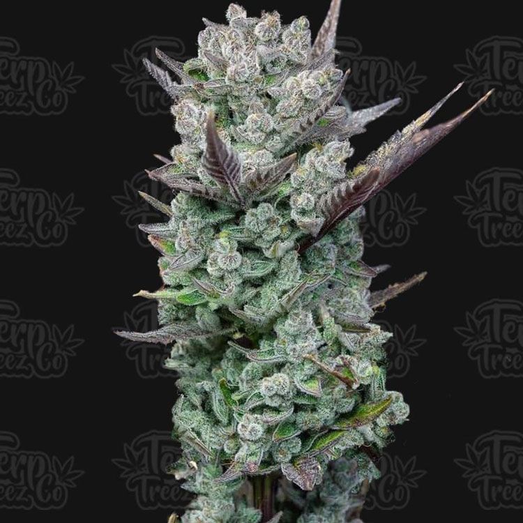 Dope Breeders - TERP TREEZ CO Blue Nerdz Image