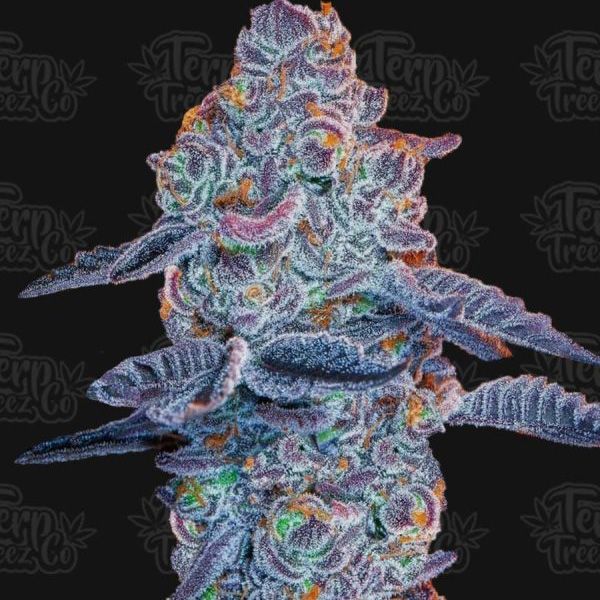 Dope Breeders - TERP TREEZ CO Blue Pancakes S1 Image