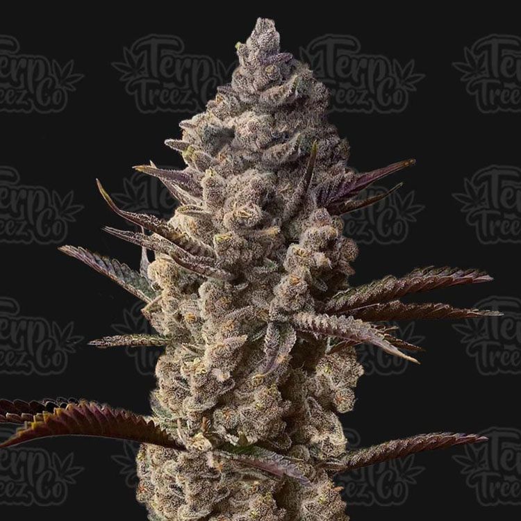 Dope Breeders - TERP TREEZ CO Ice Kreme Cake Image