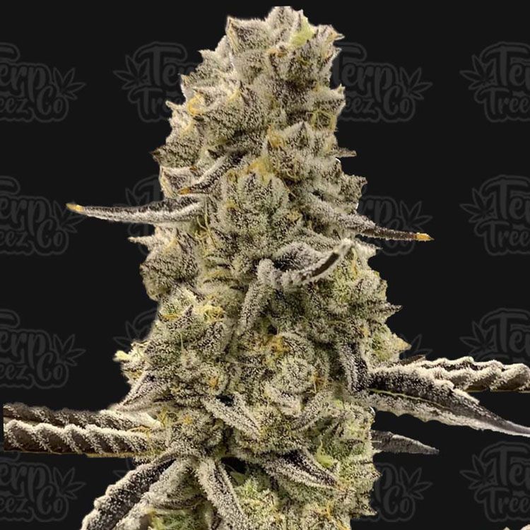 Dope Breeders - TERP TREEZ CO Mochi Mintz Image