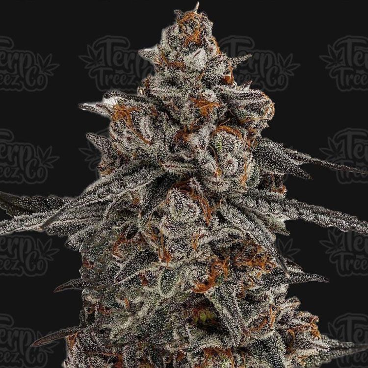 Dope Breeders - TERP TREEZ CO Oreoz x Orange Punch Image