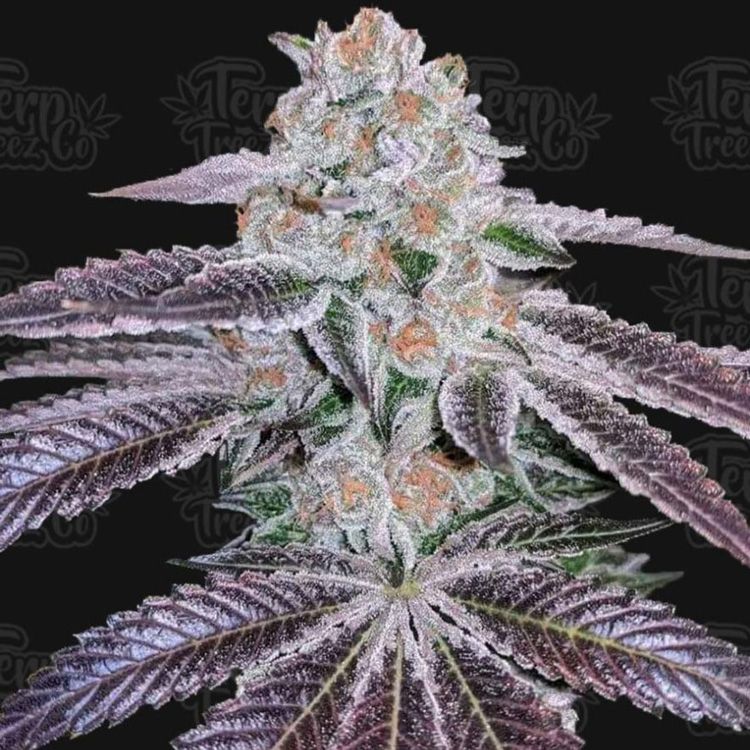 Dope Breeders - TERP TREEZ CO Pink Apple Tartz Image