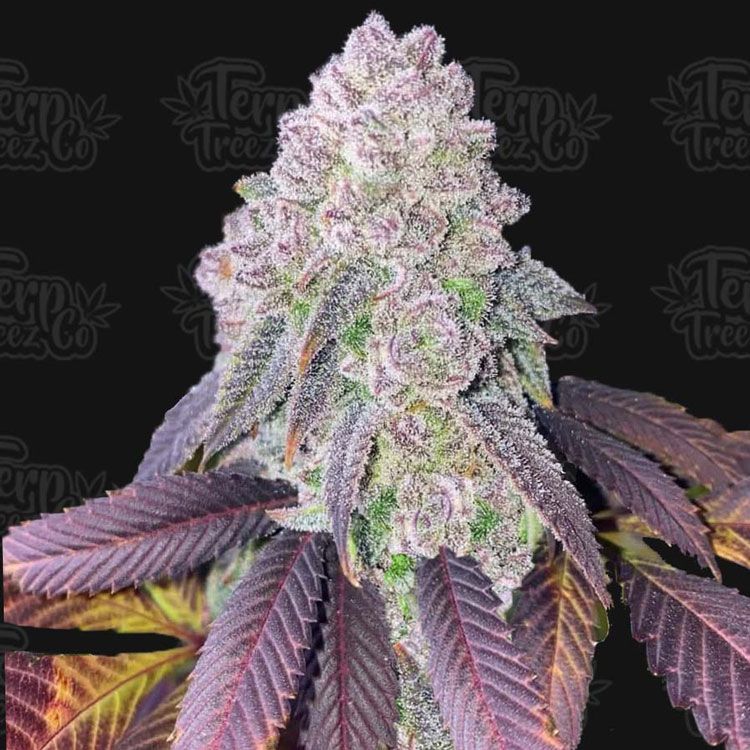 Dope Breeders - TERP TREEZ CO RS-11 Image