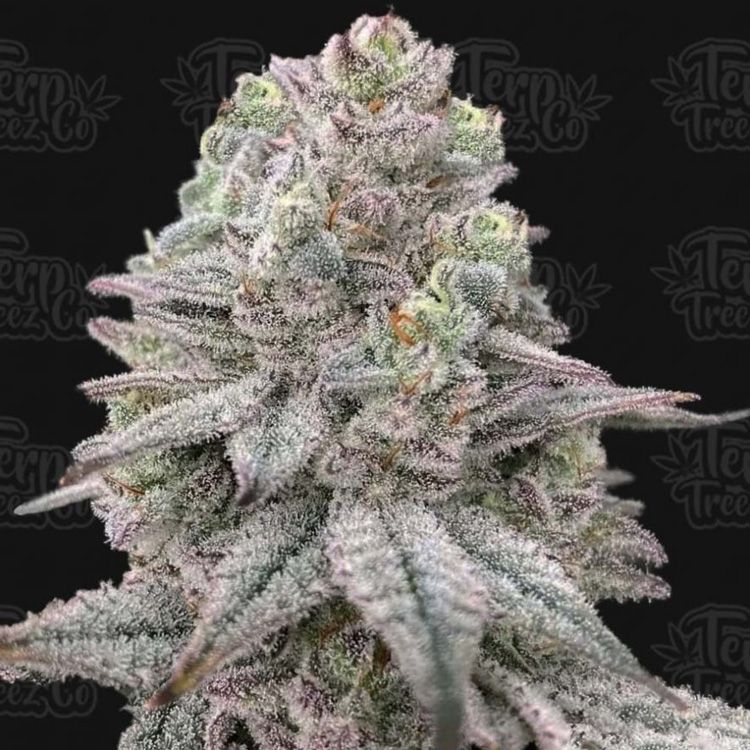 Dope Breeders - TERP TREEZ CO Znapple Fritter Image