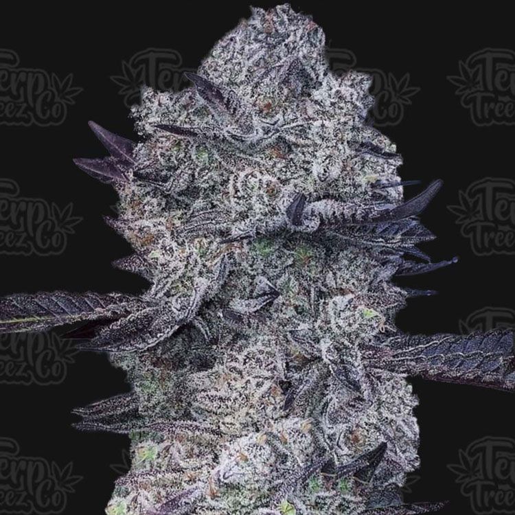 Dope Breeders - TERP TREEZ CO Zoap #39 Image