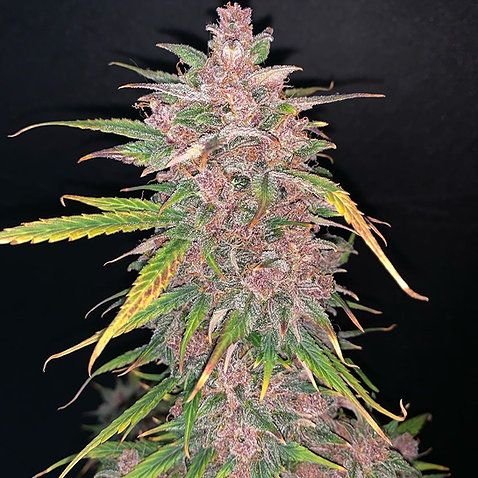 Dope Breeders - TOP SHELF ELITE Auto Blueberry Sugar Pine Image