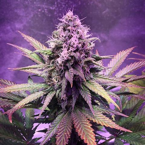 Dope Breeders - TOP SHELF ELITE Auto Glue Dream Image