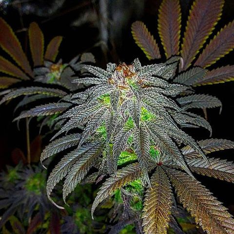 Dope Breeders - TOP SHELF ELITE Auto Gorillagasm Image