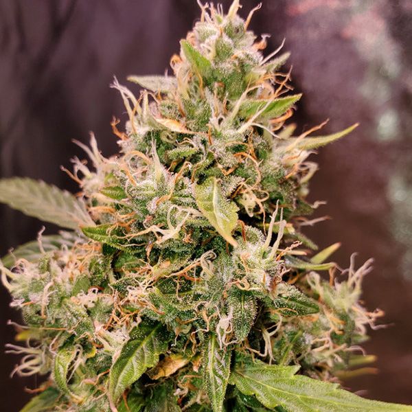 Dope Breeders - TOP SHELF ELITE Auto Gucci Dreams Image