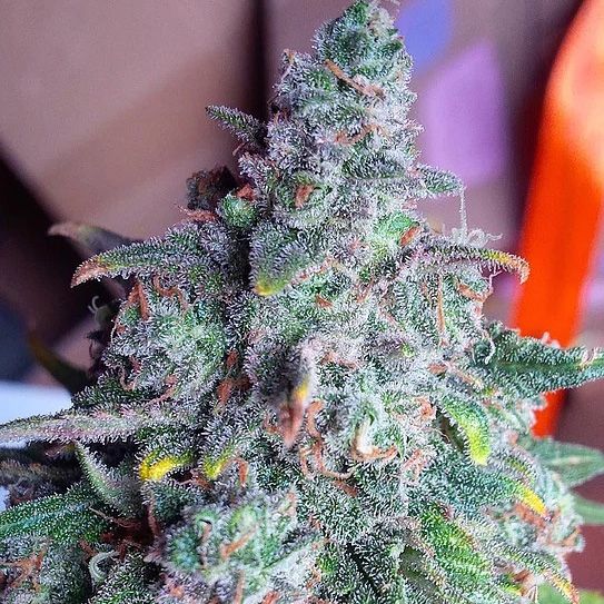 Dope Breeders - TOP SHELF ELITE Auto Nightcrawler OG Image