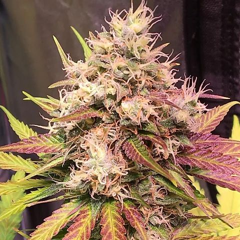 Dope Breeders - TOP SHELF ELITE Auto Skush Image