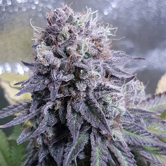 Dope Breeders - TOP SHELF ELITE Black Valium Image