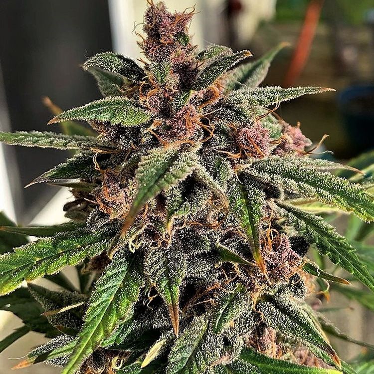 Dope Breeders - TOP SHELF ELITE Blueberry Sugar Pine Image