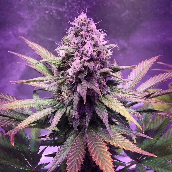 Dope Breeders - TOP SHELF ELITE Glue Dream Image