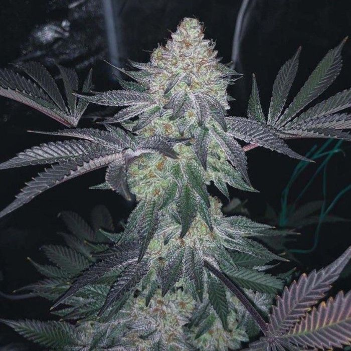 Dope Breeders - TOP SHELF ELITE Gucci Dreams Image