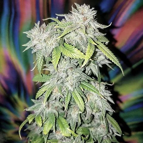 Dope Breeders - TOP SHELF ELITE Skush Image