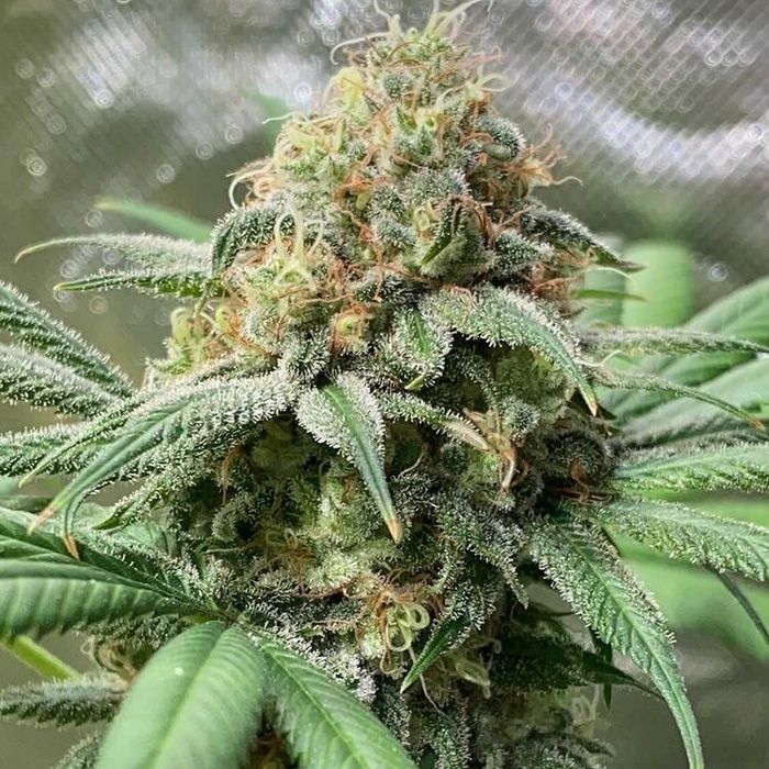 Dope Breeders - TRICHOME JUNGLE SEEDS Pineapple Soul Image