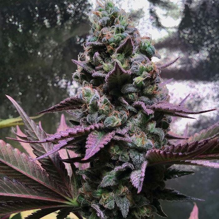 Dope Breeders - TRICHOME JUNGLE SEEDS Rose Soul Image