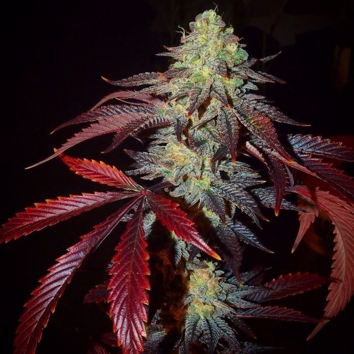 Dope Breeders - TRICHOME JUNGLE SEEDS Shiva's Soul Image