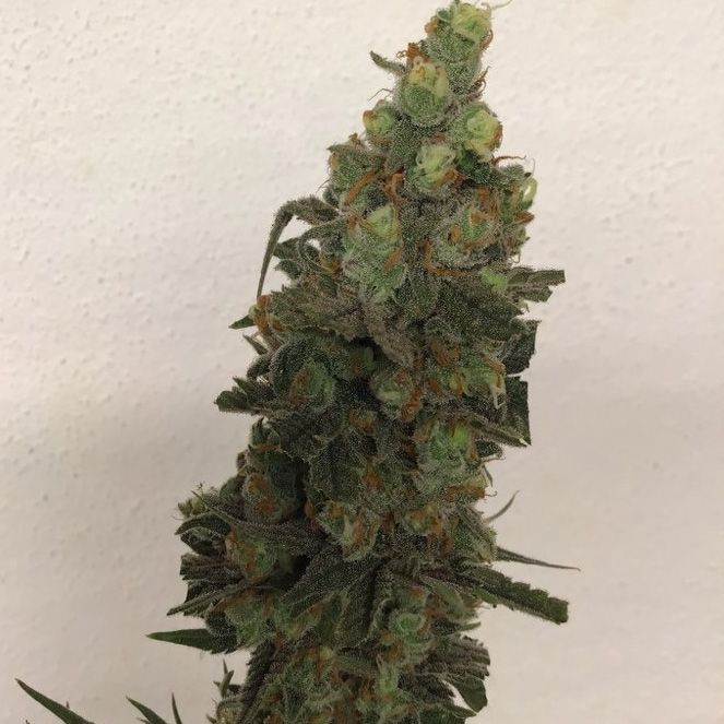 Dope Breeders - TRICHOME JUNGLE SEEDS Tropical Orange Soul Image