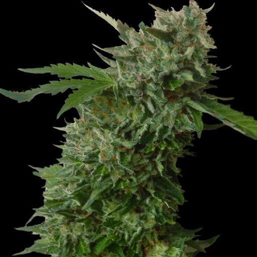 Dope Breeders - VIP SEEDS Amnezia VIP Image