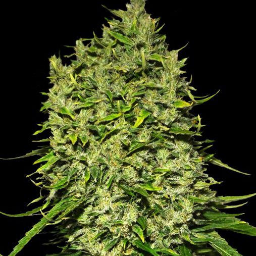 Dope Breeders - VIP SEEDS Auto Afghani Image