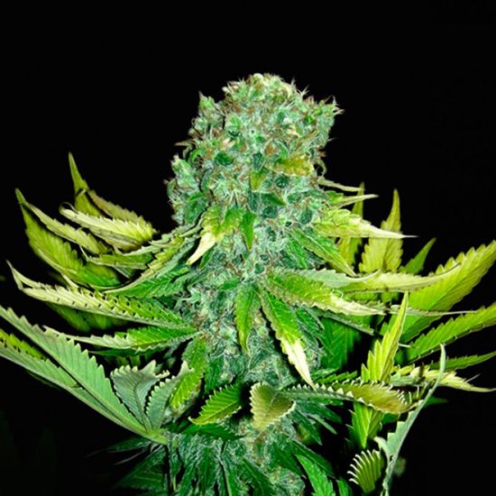 Dope Breeders - VIP SEEDS Auto Love Peace Image