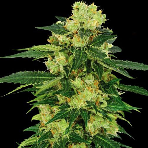 Dope Breeders - VIP SEEDS Auto Torpedo Image