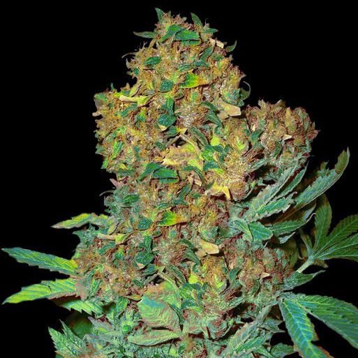 Dope Breeders - VIP SEEDS Colombian Sweet Image