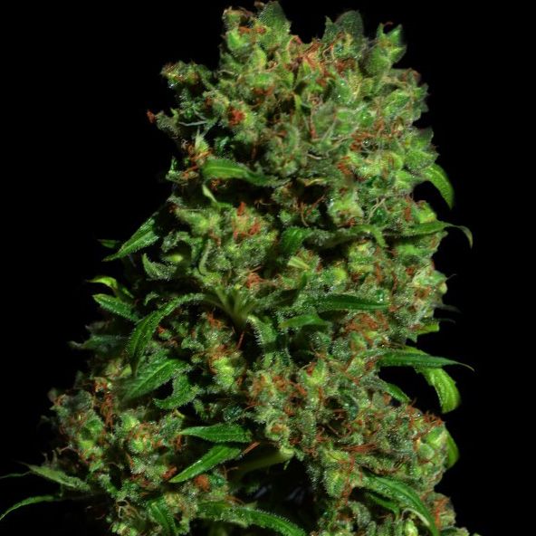 Dope Breeders - VIP SEEDS Critical VIP Image