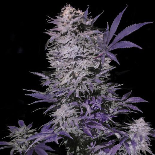 Dope Breeders - VIP SEEDS Currant Kush Image