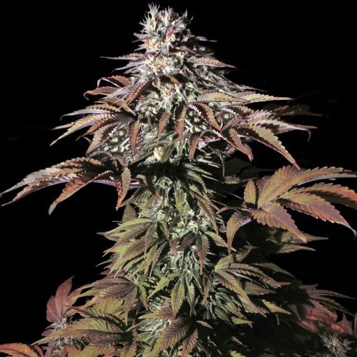 Dope Breeders - VIP SEEDS Landysh Image