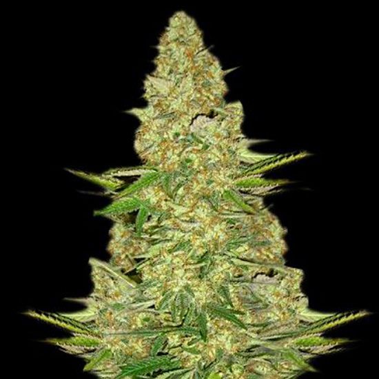 Dope Breeders - VIP SEEDS Power VIP Image