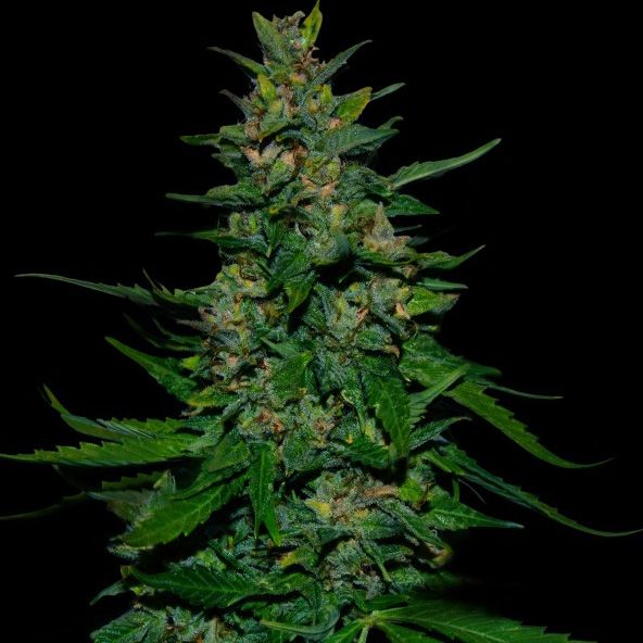 Dope Breeders - VIP SEEDS Timanfaya Auto Image