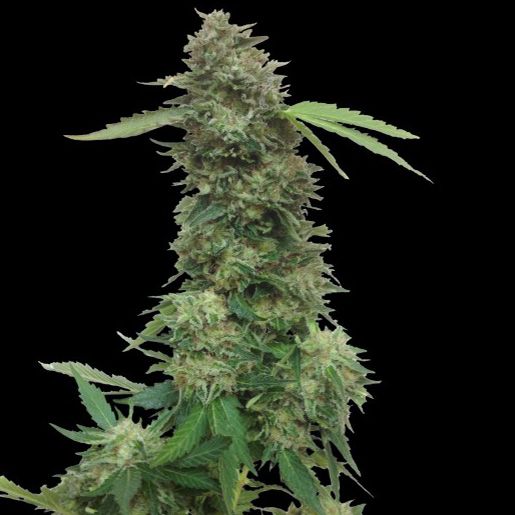 Dope Breeders - VIP SEEDS Torpedo Image