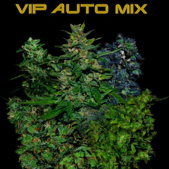 Dope Breeders - VIP SEEDS VIP Auto Mix Image