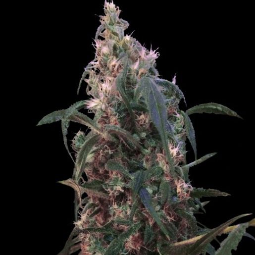 Dope Breeders - VIP SEEDS White Berry Image