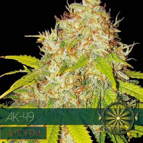 Dope Breeders - VISION SEEDS AK 49 Auto Image