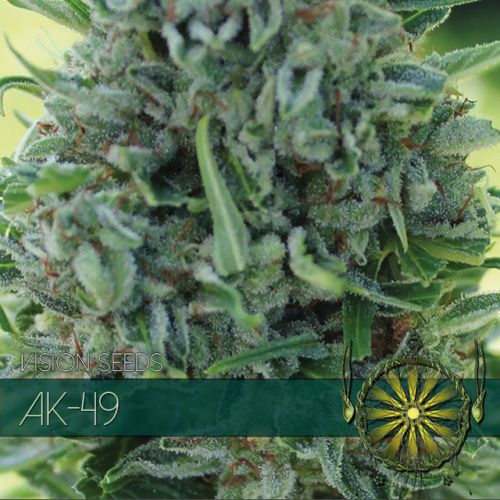 Dope Breeders - VISION SEEDS AK 49 Image