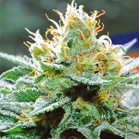 Dope Breeders - VISION SEEDS Amnesia x Buddha Kush Image