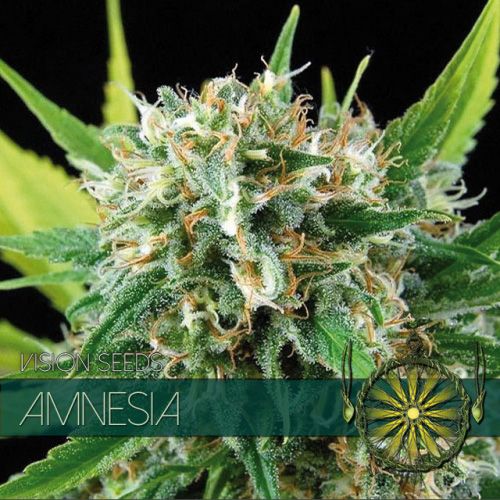 Dope Breeders - VISION SEEDS Amnesia Image