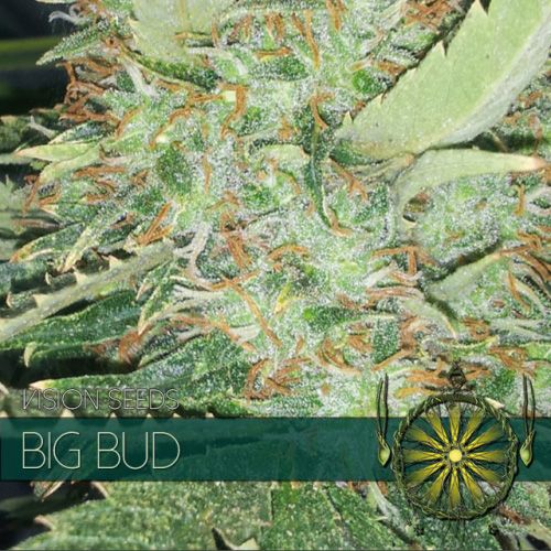 Dope Breeders - VISION SEEDS Big Bud Image