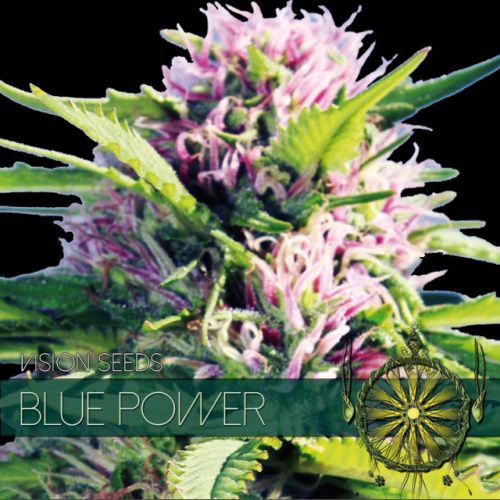 Dope Breeders - VISION SEEDS Blue Power Image