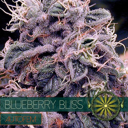 Dope Breeders - VISION SEEDS Blueberry Bliss Auto Image