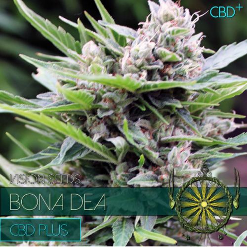 Dope Breeders - VISION SEEDS Bona Dea CBD+ Image