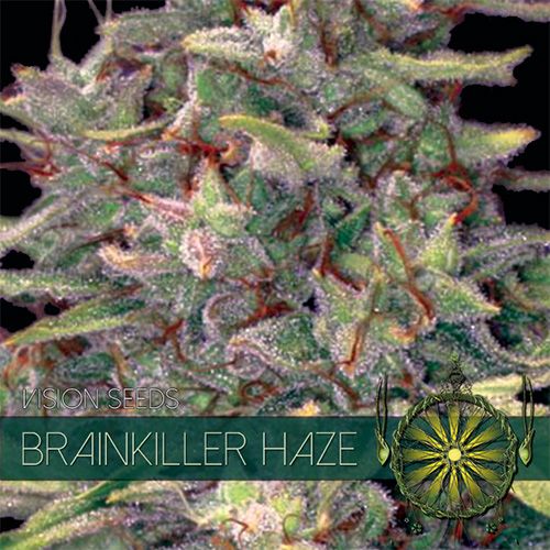 Dope Breeders - VISION SEEDS Brainkiller Haze Image